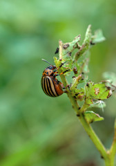 colorado beetle