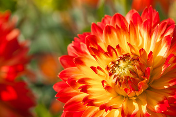 Feurige Dahlienblüte in Rot und Gelb, farbenfrohe Sommerblumen im Garten, Blumenbeet im Spätsommer