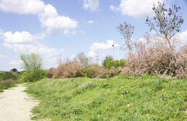 Arbustos en la Riera de Les Fonts de Rubí, Terrassa, Barcelona