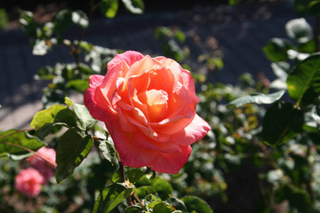 Rosa Ambassador