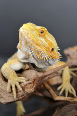 Naklejka premium Agame barbue