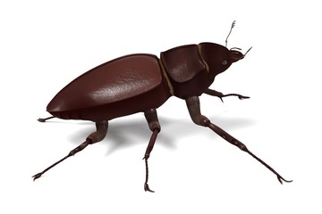 3d render of lucanus cervus