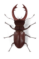 3d render of lucanus cervus