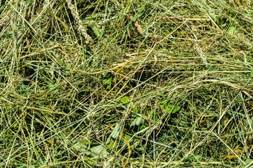 Hintergrund Gras Textur