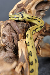 Naklejka premium Python morelia