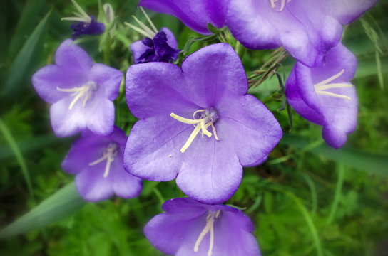 Glockenblumenblüten