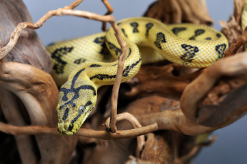 Naklejka premium Python morelia