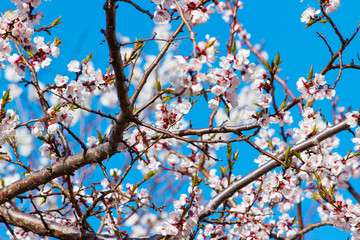 Flowers of the apple blossoms