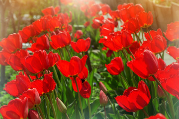 delicate red tulips in a garden