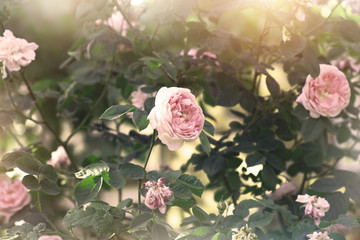 blooming rosebush - 85457469
