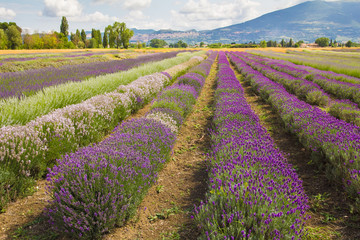 Paesaggio estivo nei pressi di Assisi in Umbria