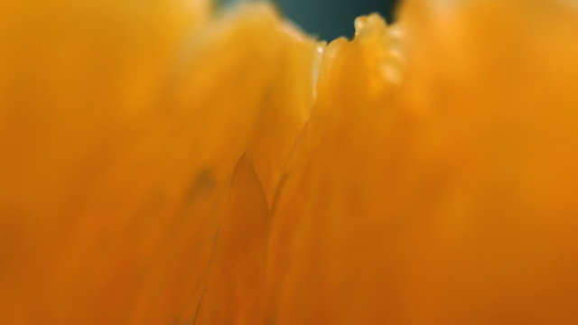 orange lith rotating closeup, beautiful soft focus macro shot (HD, high definition 1080p, loop, seamless loop) orange pulp