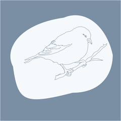 Sceth bird. vector illustration