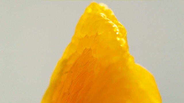 orange lith rotating closeup, beautiful soft focus macro shot (HD, high definition 1080p, loop, seamless loop) orange pulp