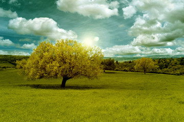 Hill with oak tree and clouds in the sky