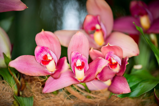 Lycaste hybrid orchid flower, close up