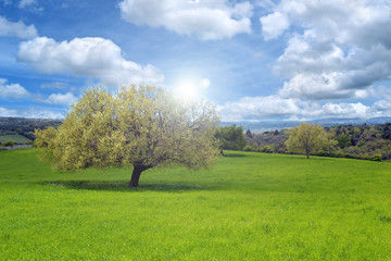 Fototapeta na wymiar Quercia in un prato verde con il sole e le nuvole nel cielo