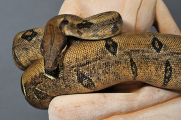 boa constrictor imperator 
