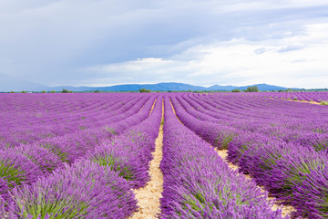 Plakat Lavender fields near Valensole in Provence, France.