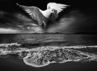 white pigeon and sea