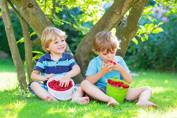 Two little sibling boys eating raspberries in home's garden.