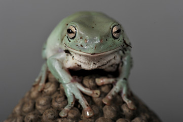 grenouille ou littoria caerulea