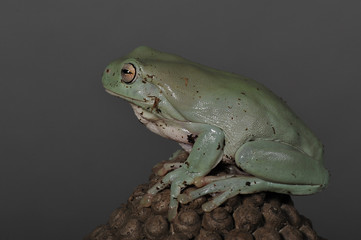 grenouille ou littoria caerulea