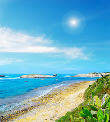 plants and rocks by the shore in Sardinia