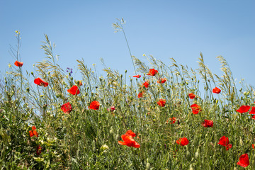 Poppy flowers in the sun