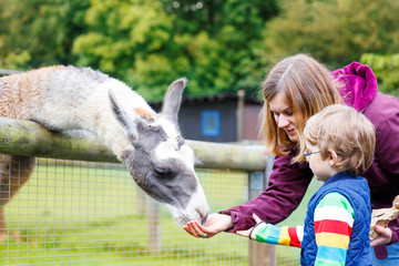 kid boy and his mother feeding lama on an animal farm