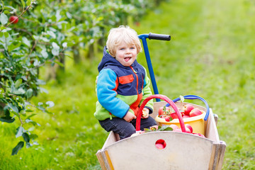  toddler boy sitting in wooden trolley with red apples