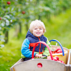  toddler boy sitting in wooden trolley with red apples