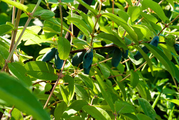 Honeysuckle berries on branch