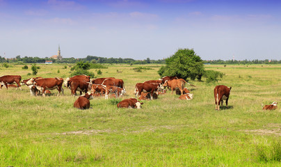 Fototapeta premium A group of Hereford cows being rounded up for branding