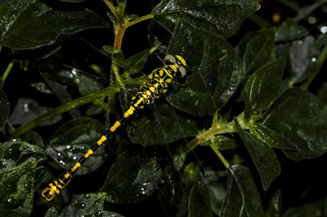 Libellula su pianta