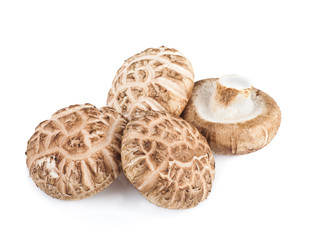 Shiitake mushroom on the White background
