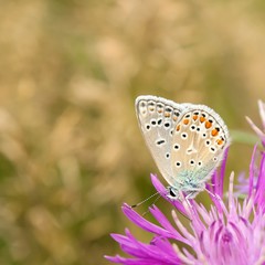 Männlicher Himmelblauer Bläuling auf Wiesen-Flockenblume / 
Male Adonis blue on meadows knapweed