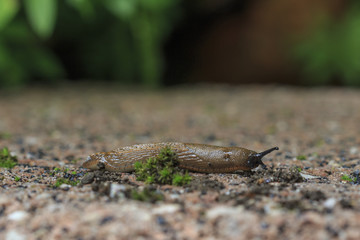 Schneckenjäger