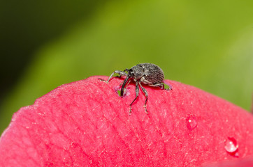 Parassita che si ciba di un petalo di rosa
