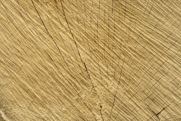 wood texture or background 