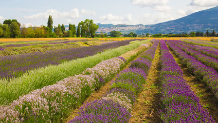 Area di campagna nei pressi di Assisi