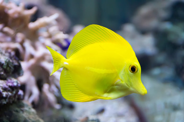 Zebrasoma yellow tang fish