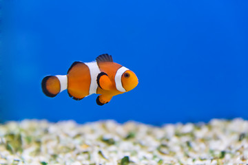 Clown fish