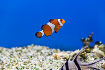 Clown fish