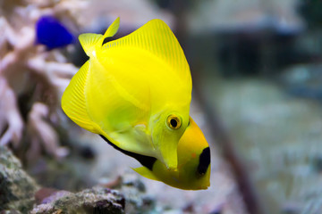 Zebrasoma yellow tang fish