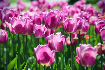 Beautiful bright tulips