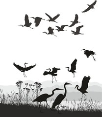 Obraz premium vector illustration Herons on the shores of Lake