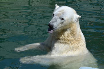 Fototapeta premium Белый медведь в воде.