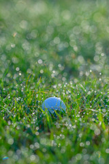 Golf Ball in Grasses with Dew Drops in Morning