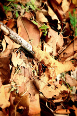 Dried leaves